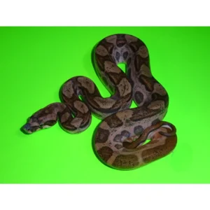 Hypo Motley Jungle T+ Het Boas