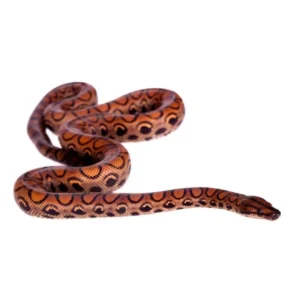 Brazilian Rainbow Boas