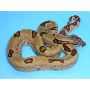 Hypo Jungle (Het Albino) Boas for Sale