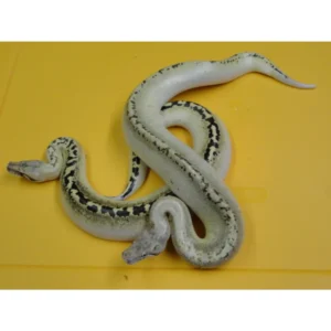 Ivory Blood Pythons for Sale