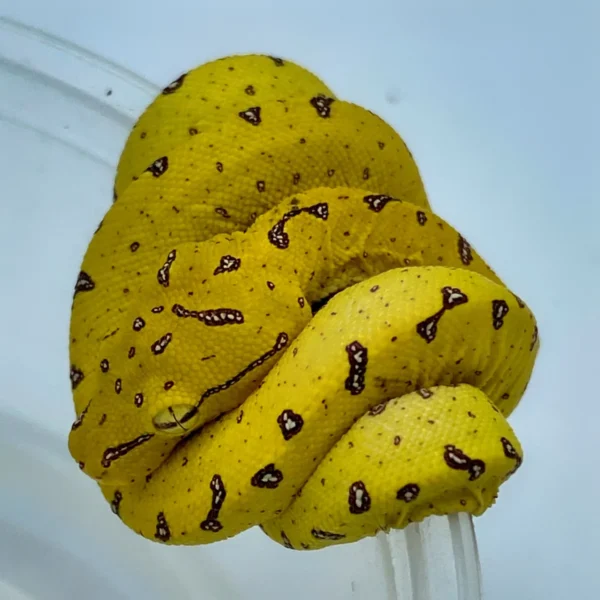 Misol Green Tree Pythons