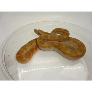 T+ Motley Boas for sale