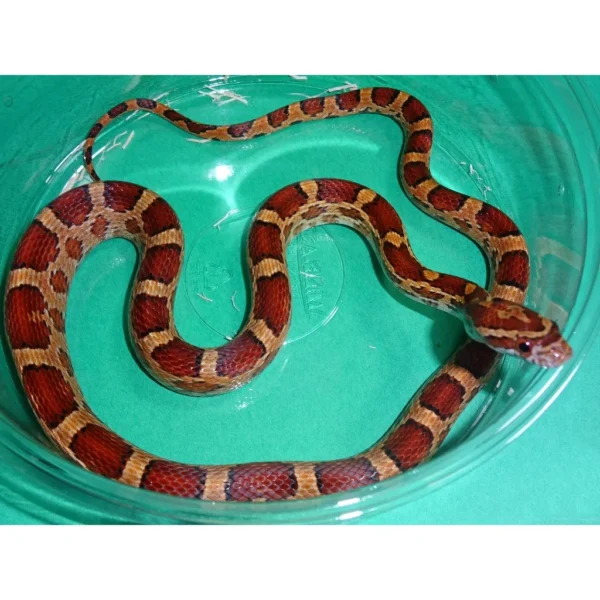 Okeetee Corn Snake Het Scaleless for Sale