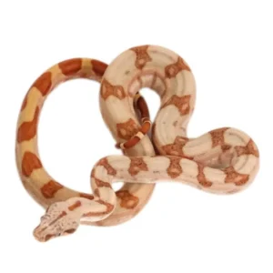 Sunset Red Tail Boas for sale