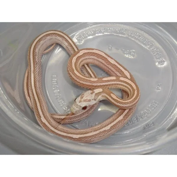 Ultramel Anery Tessera Corn Snakes for Sale