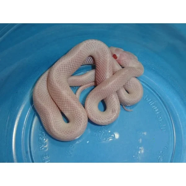 Blizzard Blood Red White Out Corn Snakes for Sale