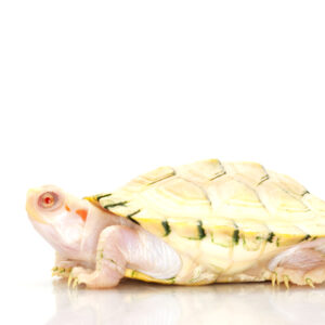 Albino Red Eared Slider Turtle for Sale