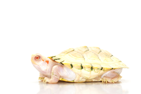 Albino Red Eared Slider Turtle for Sale