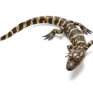 American Alligator For Sale