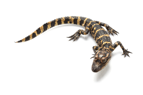 American Alligator For Sale