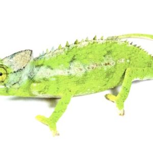 Antimena Chameleon for Sale