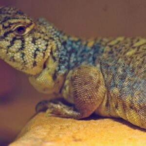 Arabian Blue (Philbyi) Uromastyx for Sale