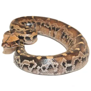 Borneo Blood Pythons for sale