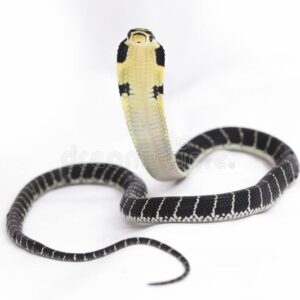 BABY KING COBRAS FOR SALE