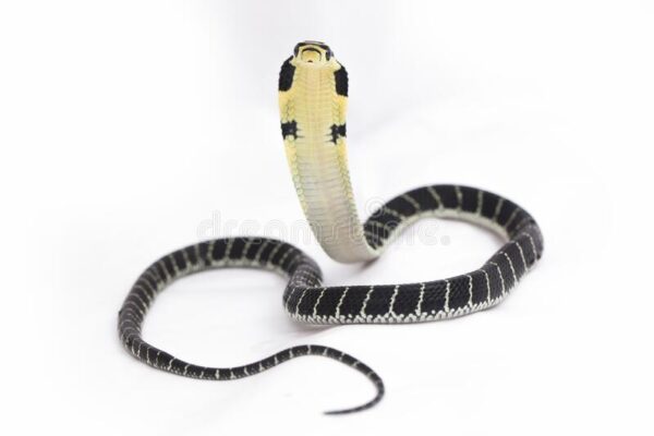 BABY KING COBRAS FOR SALE