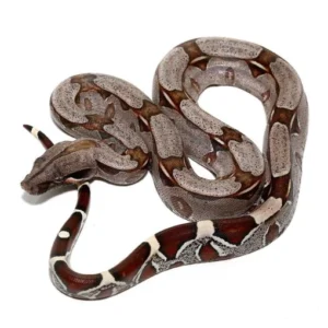 Suriname Red Tail Boas for sale