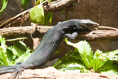 Black Dragon Water Monitor for Sale