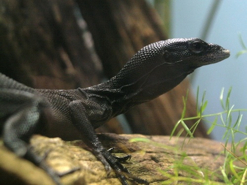 Black Tree Monitor for Sale