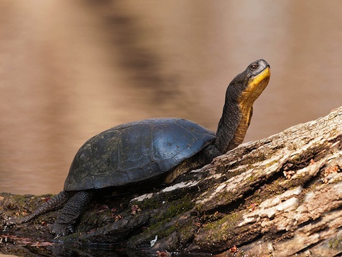 Blandings Turtle for Sale