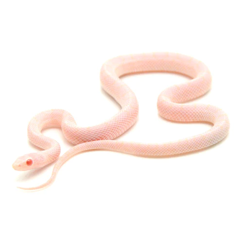 Blizzard Corn Snakes for sale