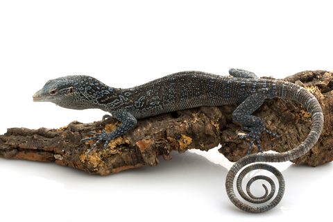 Blue Tree Monitor for Sale