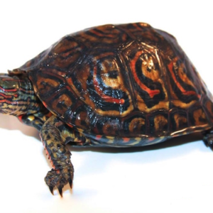 Central American Ornate Wood Turtle