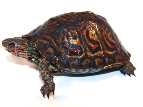 Central American Ornate Wood Turtle