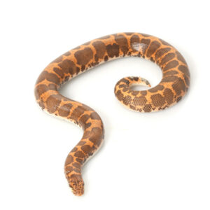 Egyptian Sand Boa for Sale