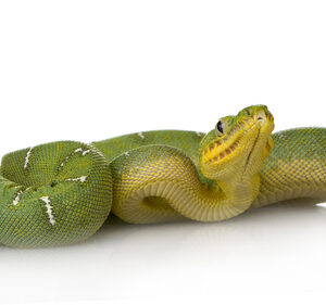 Emerald Tree Boa for Sale