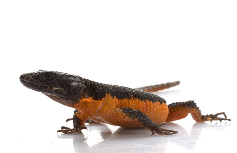 Flame Belly Girdle Tail Lizard for Sale