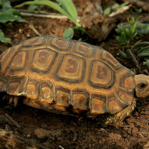 Three Toed Box Turtle For Sale