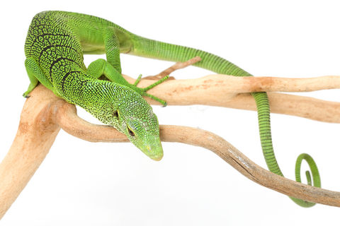 Green Tree Monitor for Sale