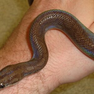 Guyana Rainbow Boa for Sale