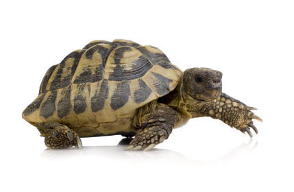 Hermans Tortoise for Sale