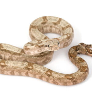 Hog Island Boa for Sale