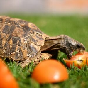 Home’s Hingeback Tortoise for Sale