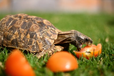 Home’s Hingeback Tortoise for Sale