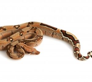 Jungle Boa (Columbian) for Sale