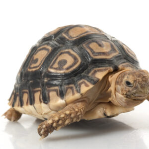 Leopard Tortoise for Sale