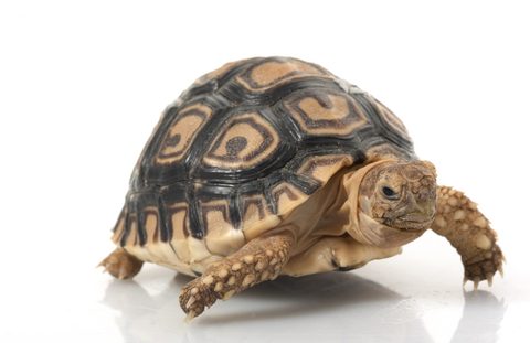 Leopard Tortoise for Sale