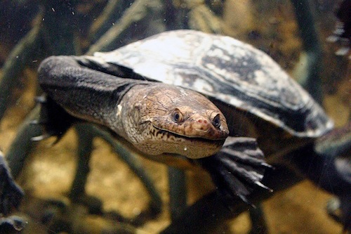 New Guinea Sideneck Turtle for Sale