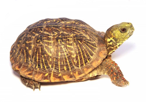 Ornate Box turtle for sale