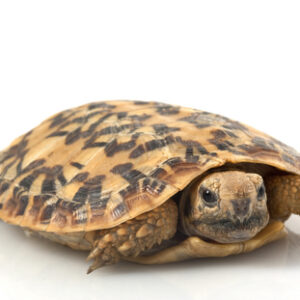 Pancake Tortoise for Sale