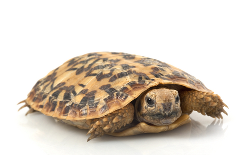 Pancake Tortoise for Sale