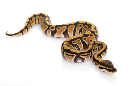 Pastel Ball Python for Sale