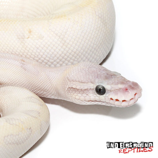 PHANTOM BAMBOO BALL PYTHONS FOR SALE