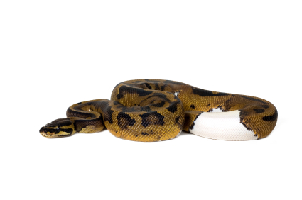 Piebald Ball Python for Sale