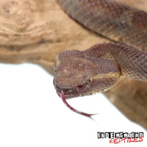 RED FLATNOSE BAMBOO PIT VIPERS FOR SALE