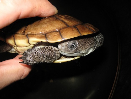 Reimanns Snakeneck Turtle for Sale