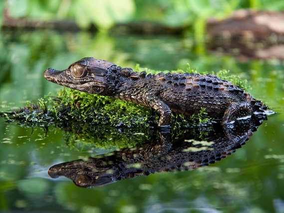 Smooth-fronted Caiman for sale